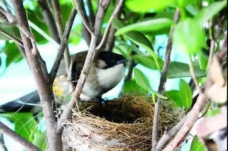 小鳥築巢意思|鳥兒築巢知多少？